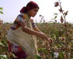 В Узбекистане законом запрещен принудительный труд 